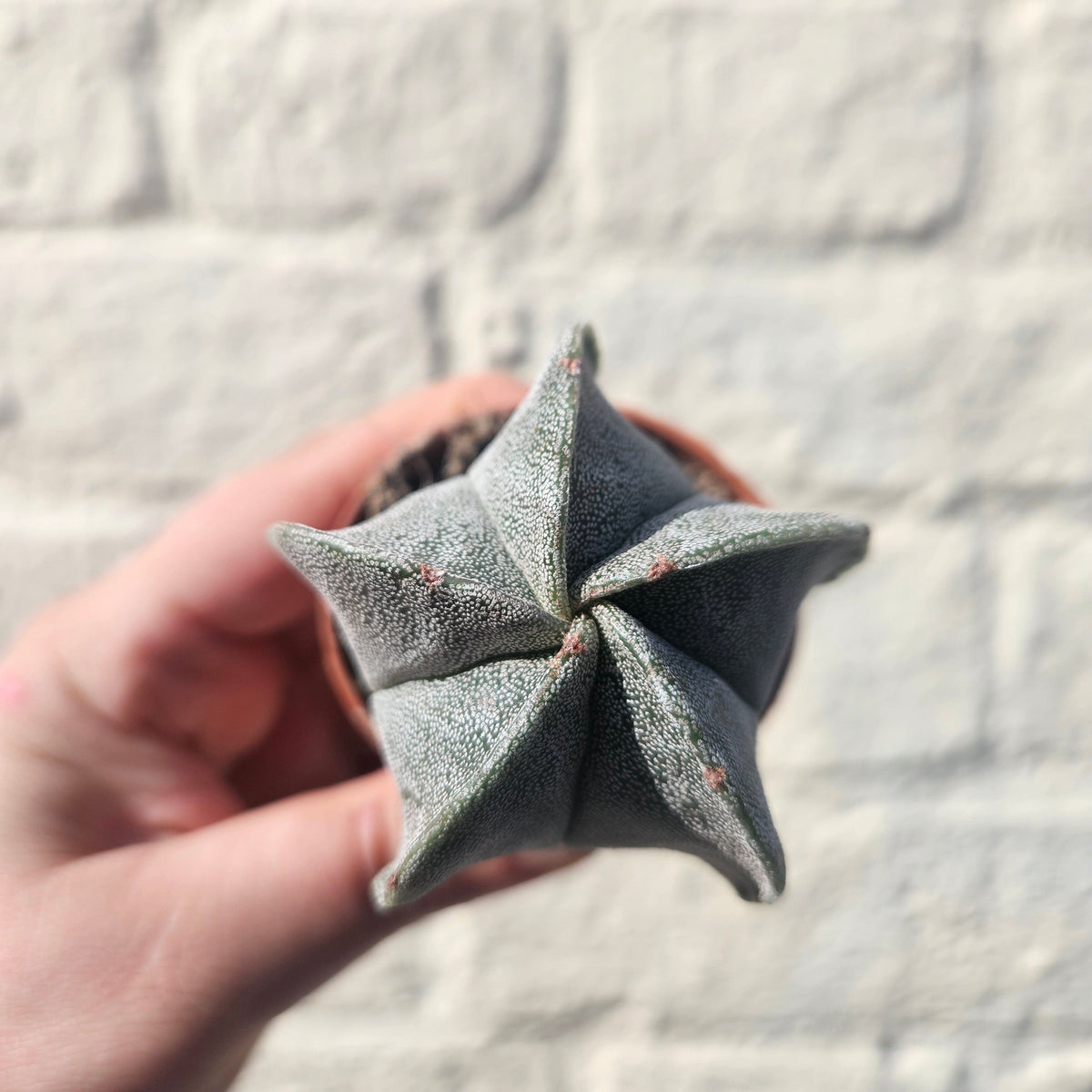 Astrophytum myriostigma (Bishop’s Mitre)