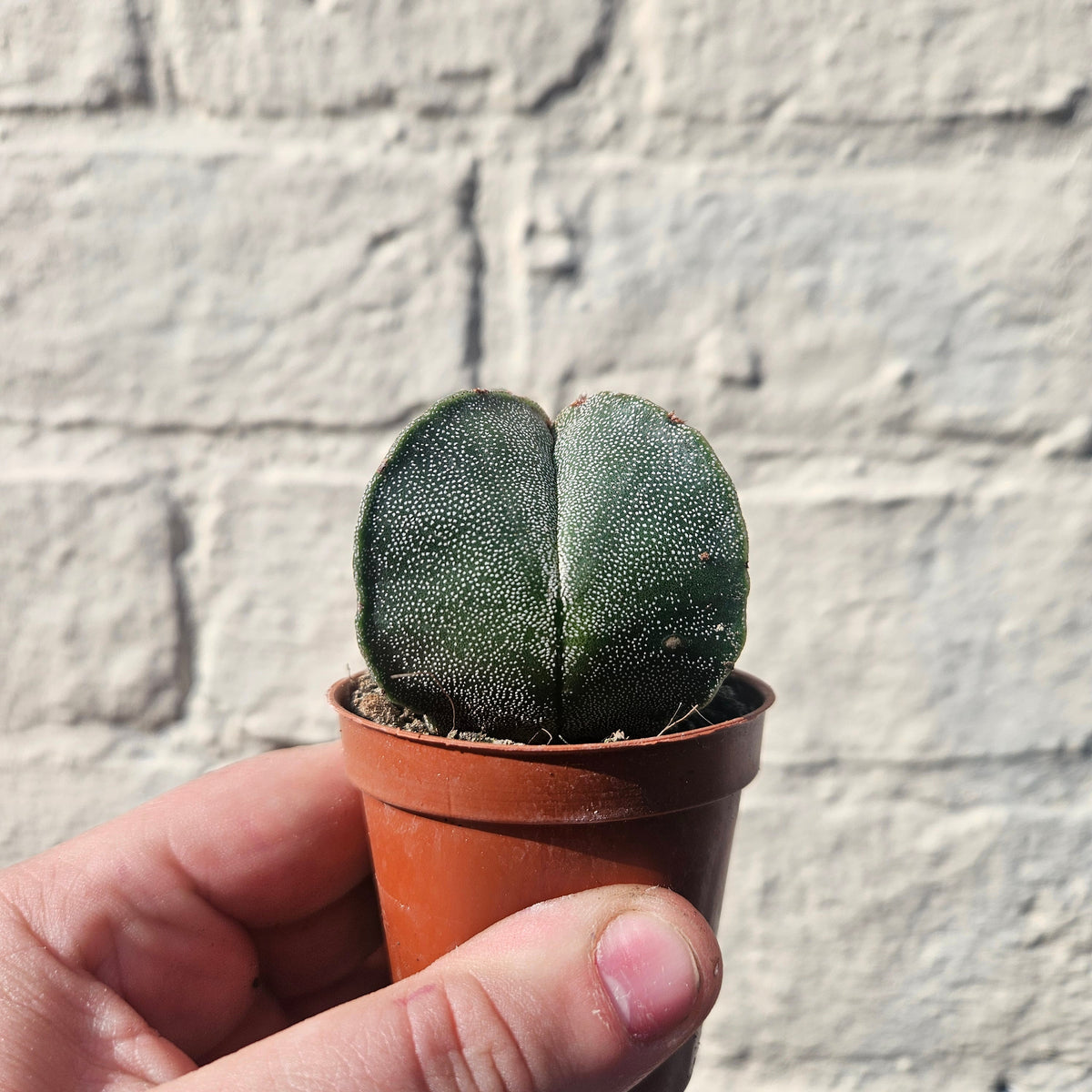 Astrophytum myriostigma (Bishop’s Mitre)