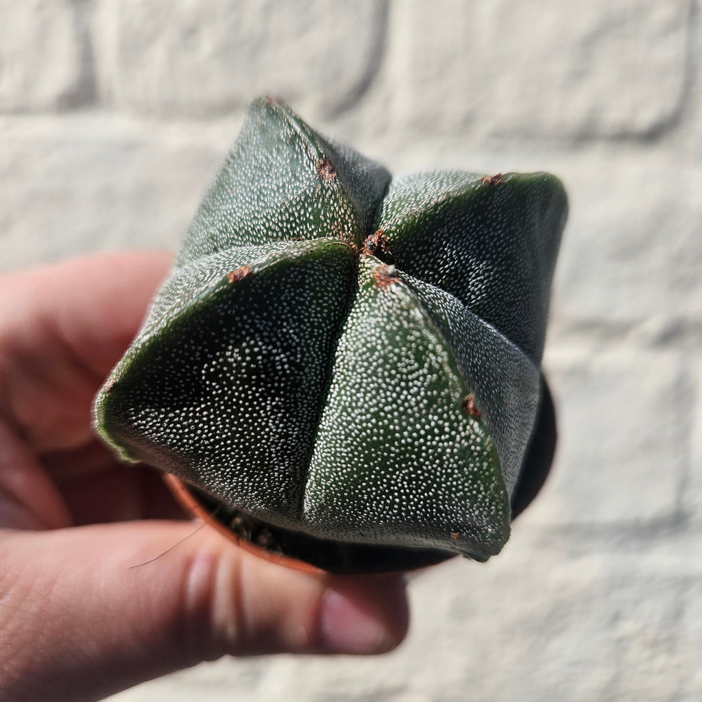Astrophytum myriostigma (Bishop’s Mitre)