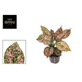 Aglaonema Pink leopard 12cm Houseplant