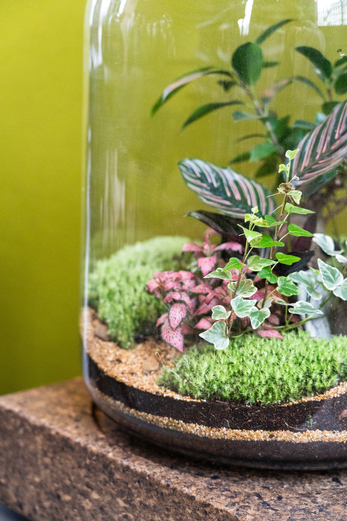 The Grande Terrarium (Tropical) 45x34cm