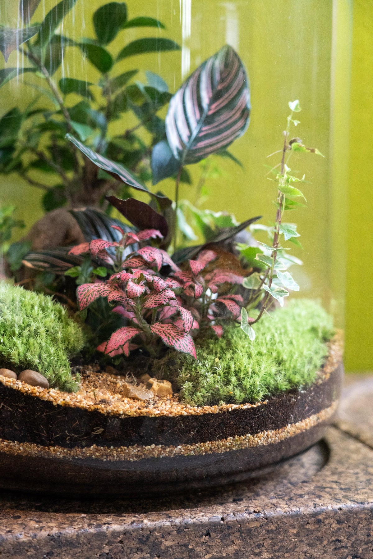 The Grande Terrarium (Tropical) 45x34cm