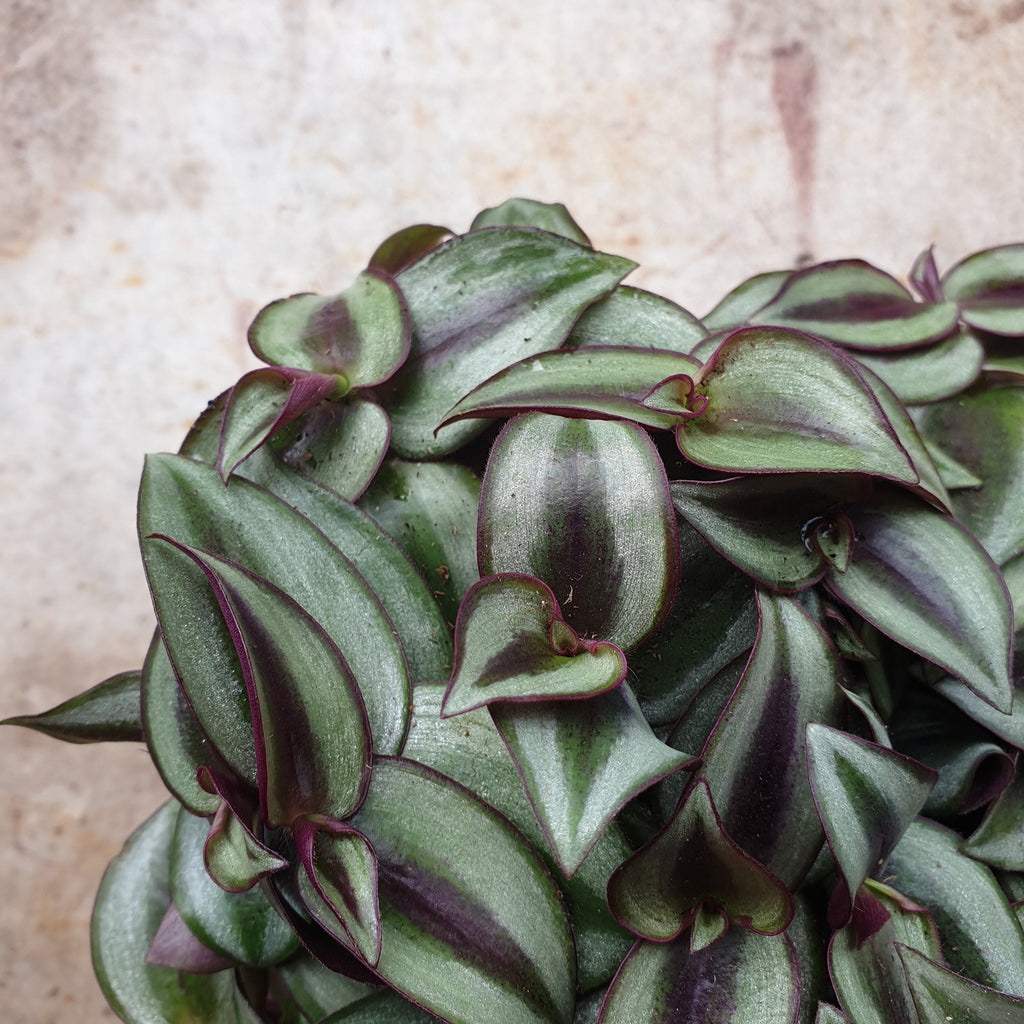 Tradescantia purpusii (Inch Plant)