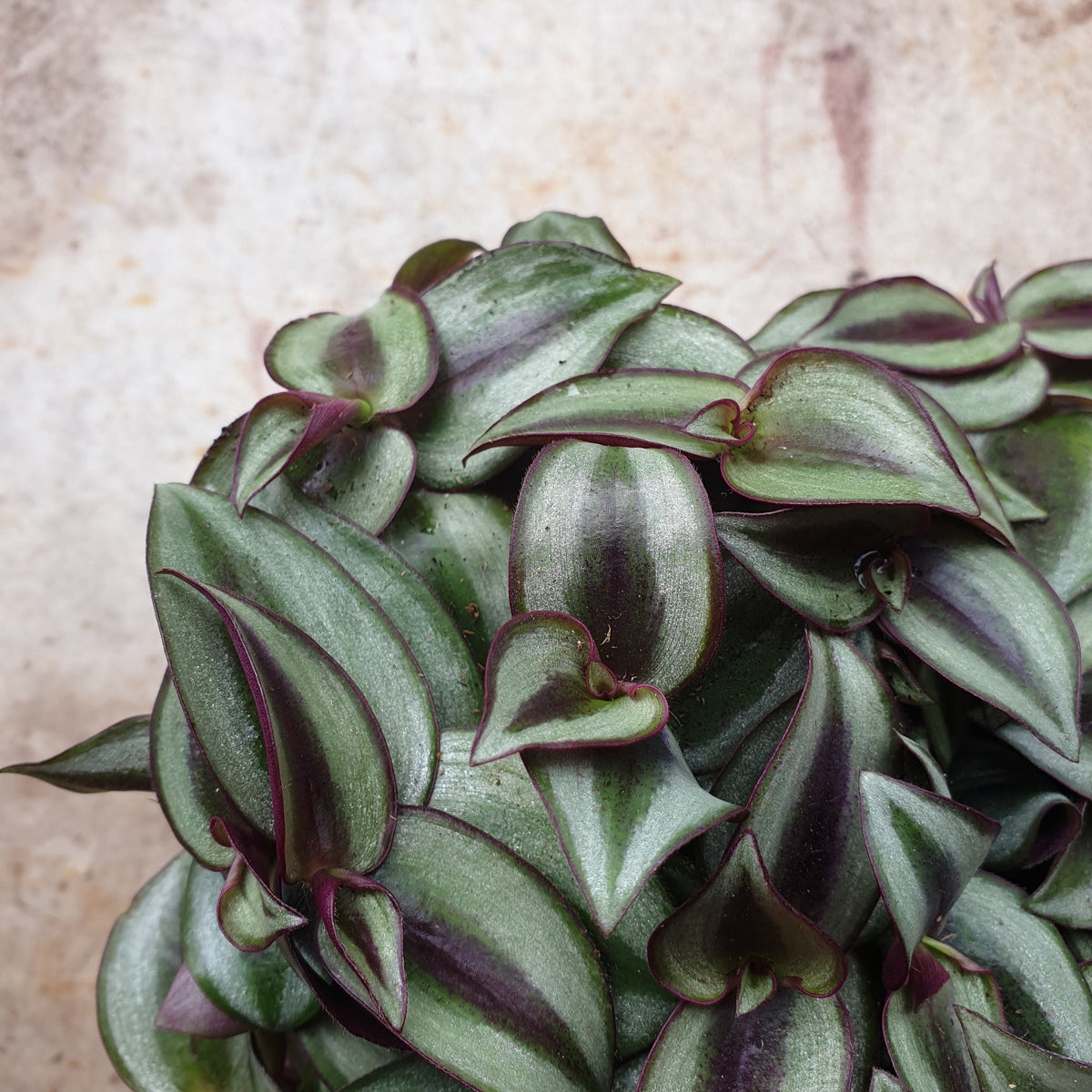 Tradescantia purpusii (Inch Plant)