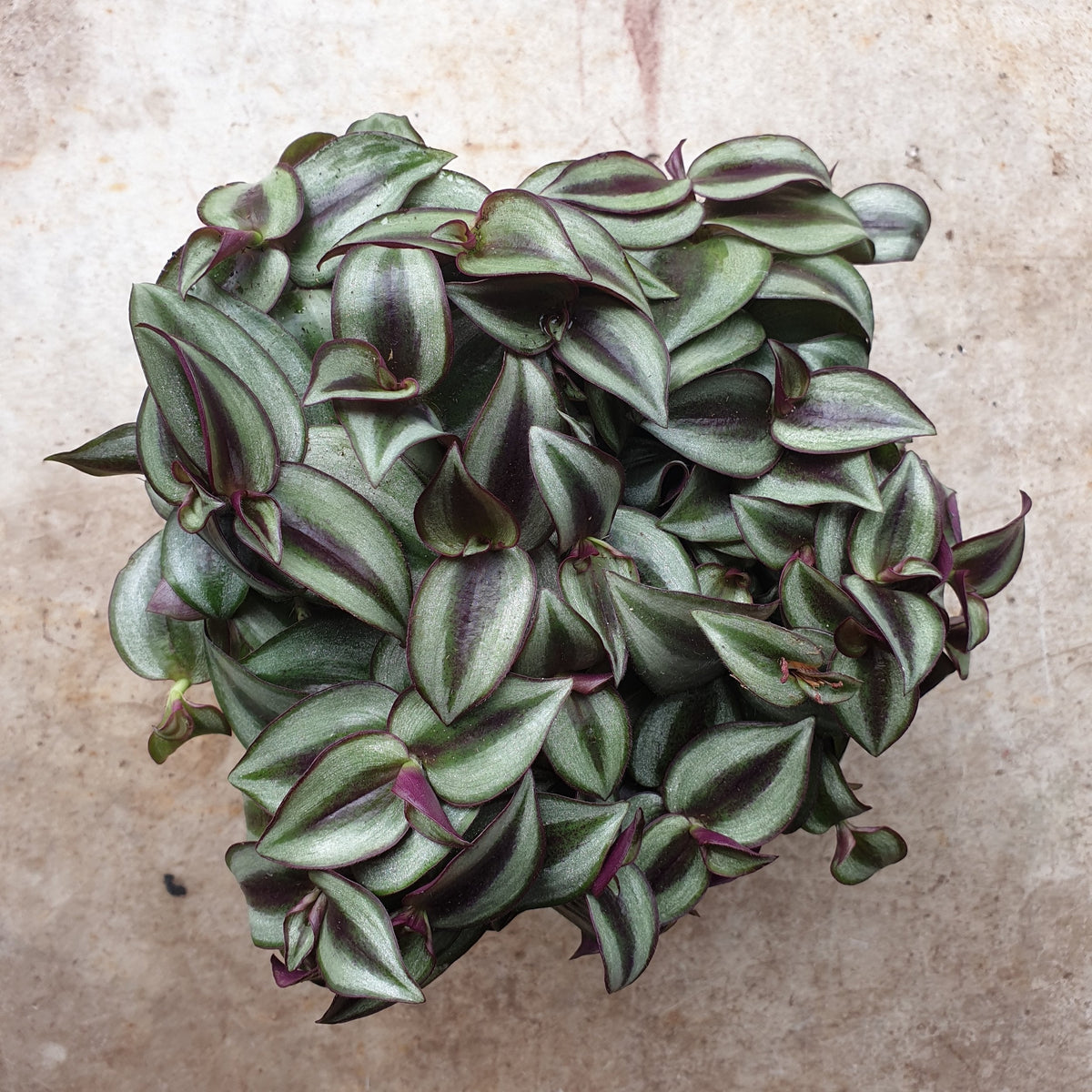 Tradescantia purpusii (Inch Plant)
