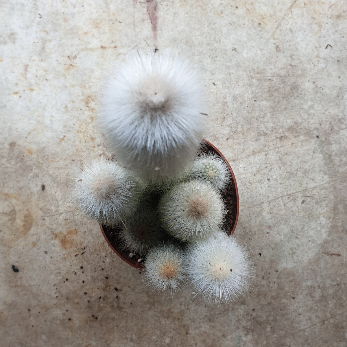 Cleistocactus strausii (Wooly torch Cactus)