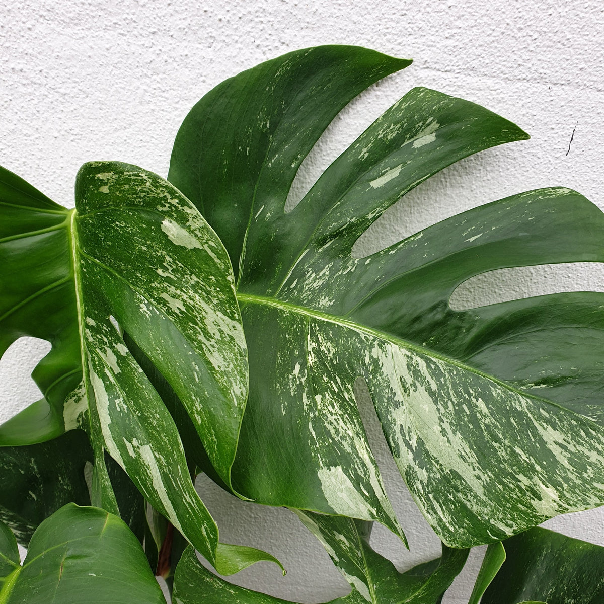 Monstera deliciosa 'Variegata' (Variegated Cheese Plant)