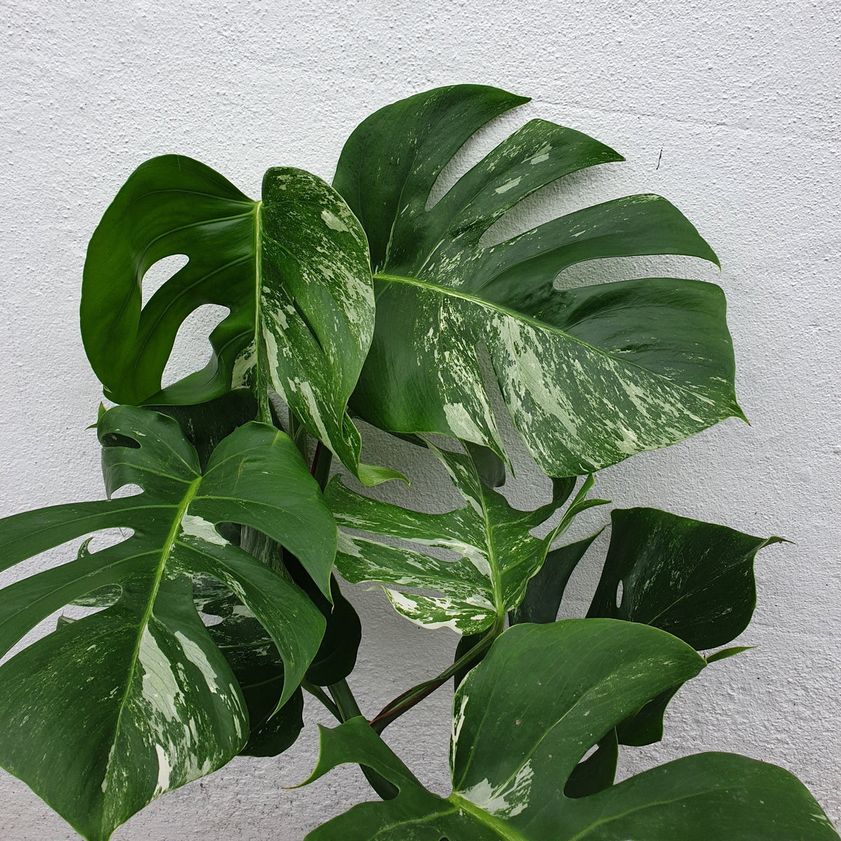 Monstera deliciosa 'Variegata' (Variegated Cheese Plant)