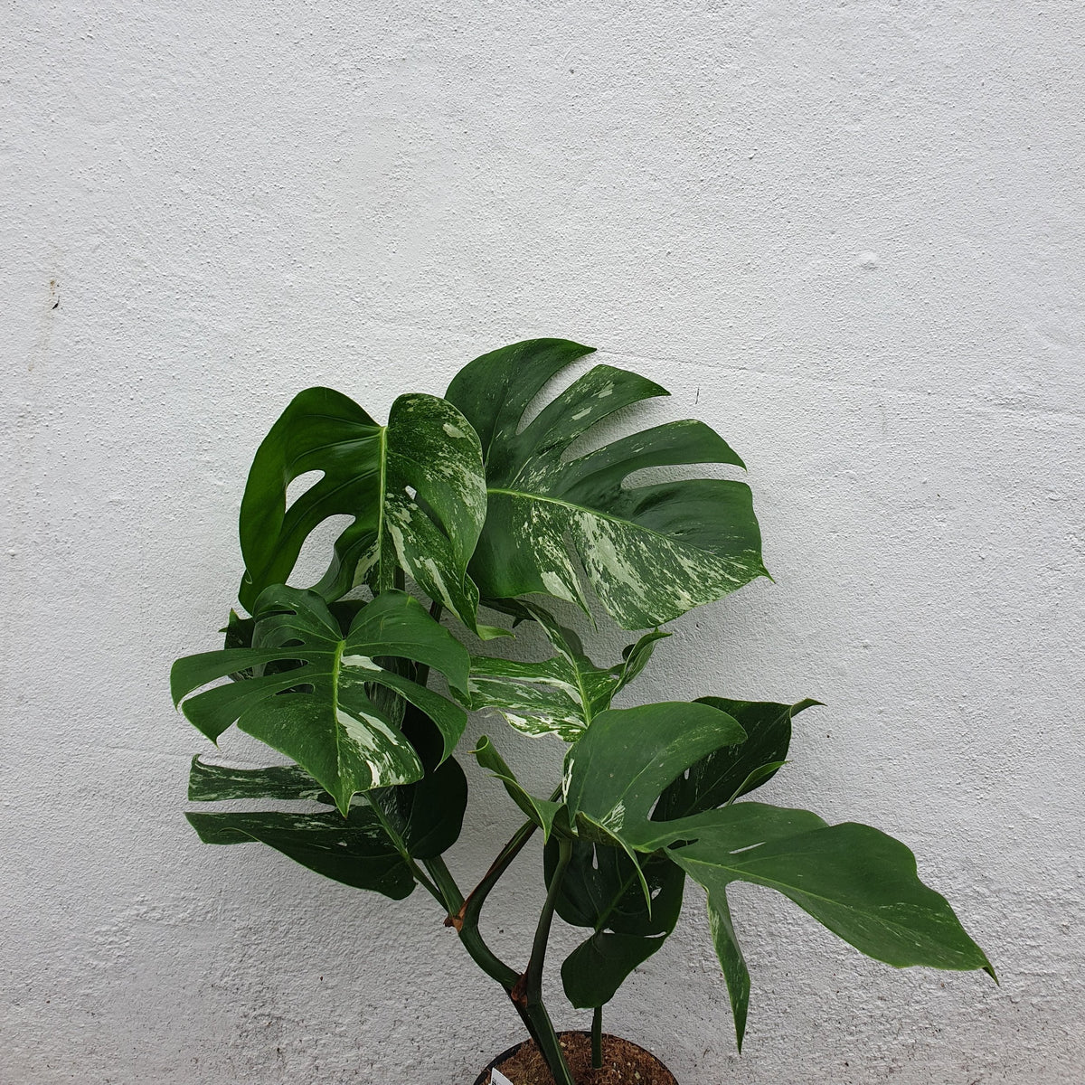 Monstera deliciosa 'Variegata' (Variegated Cheese Plant)