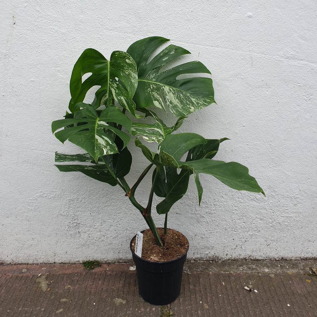 Monstera deliciosa 'Variegata' (Variegated Cheese Plant)