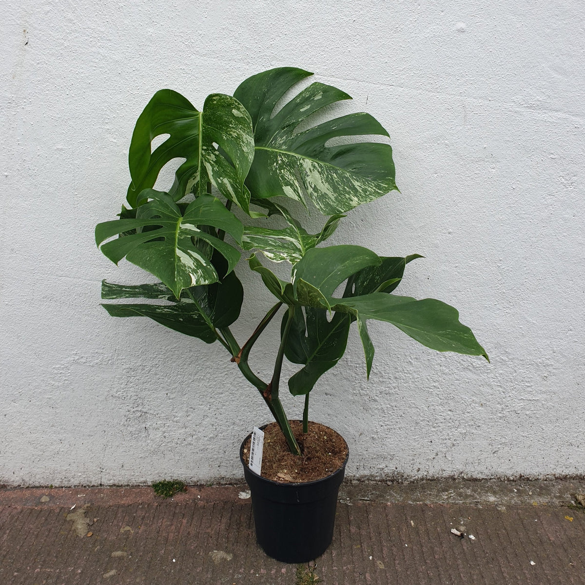 Monstera deliciosa 'Variegata' (Variegated Cheese Plant)