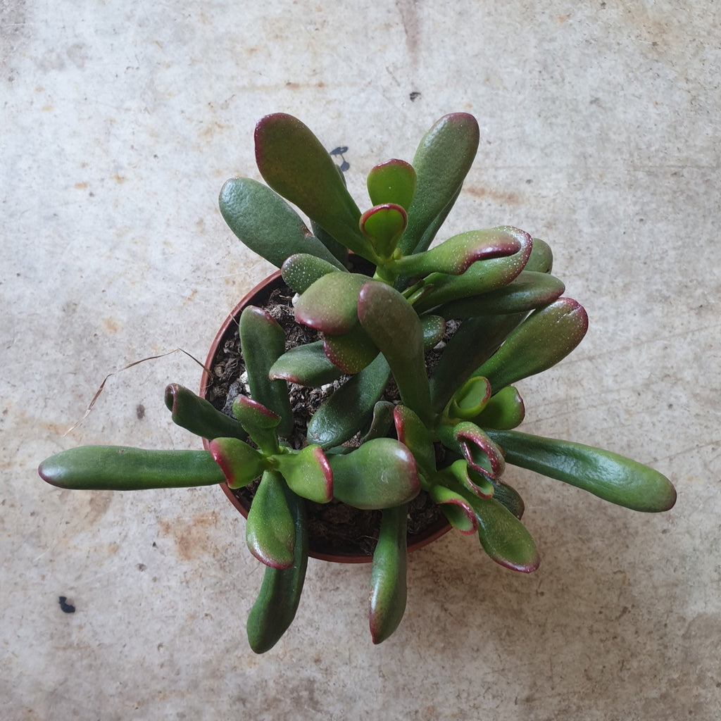 Crassula ovata 'Gollum' (Jade plant)