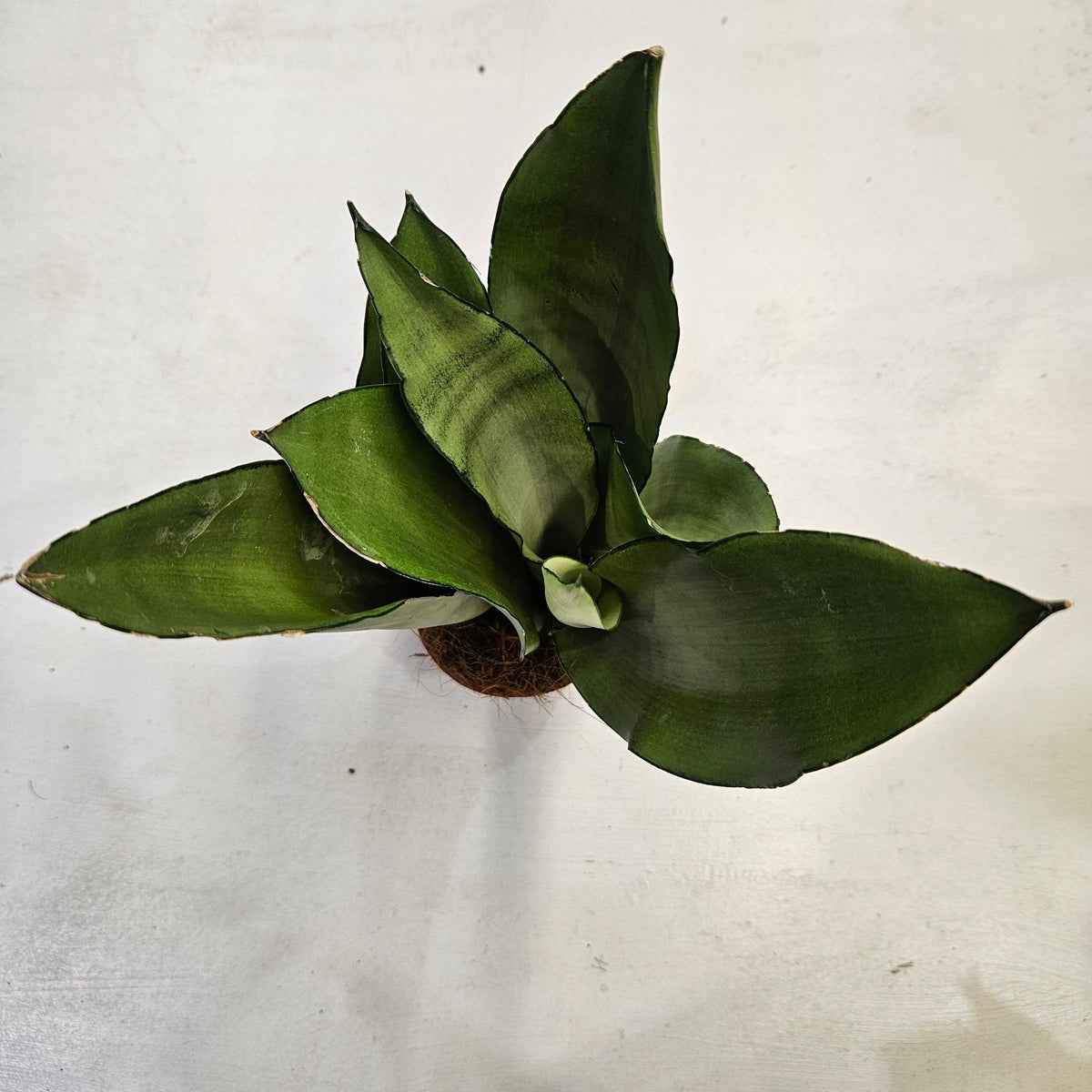 Sansevieria trifasciata 'Moonshine' (Snake Plant)