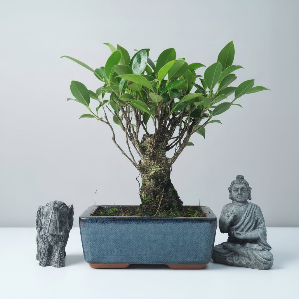 Ficus Microcarpa (Banyan Fig) Indoor Bonsai Tree | Broom | In 15cm Pot