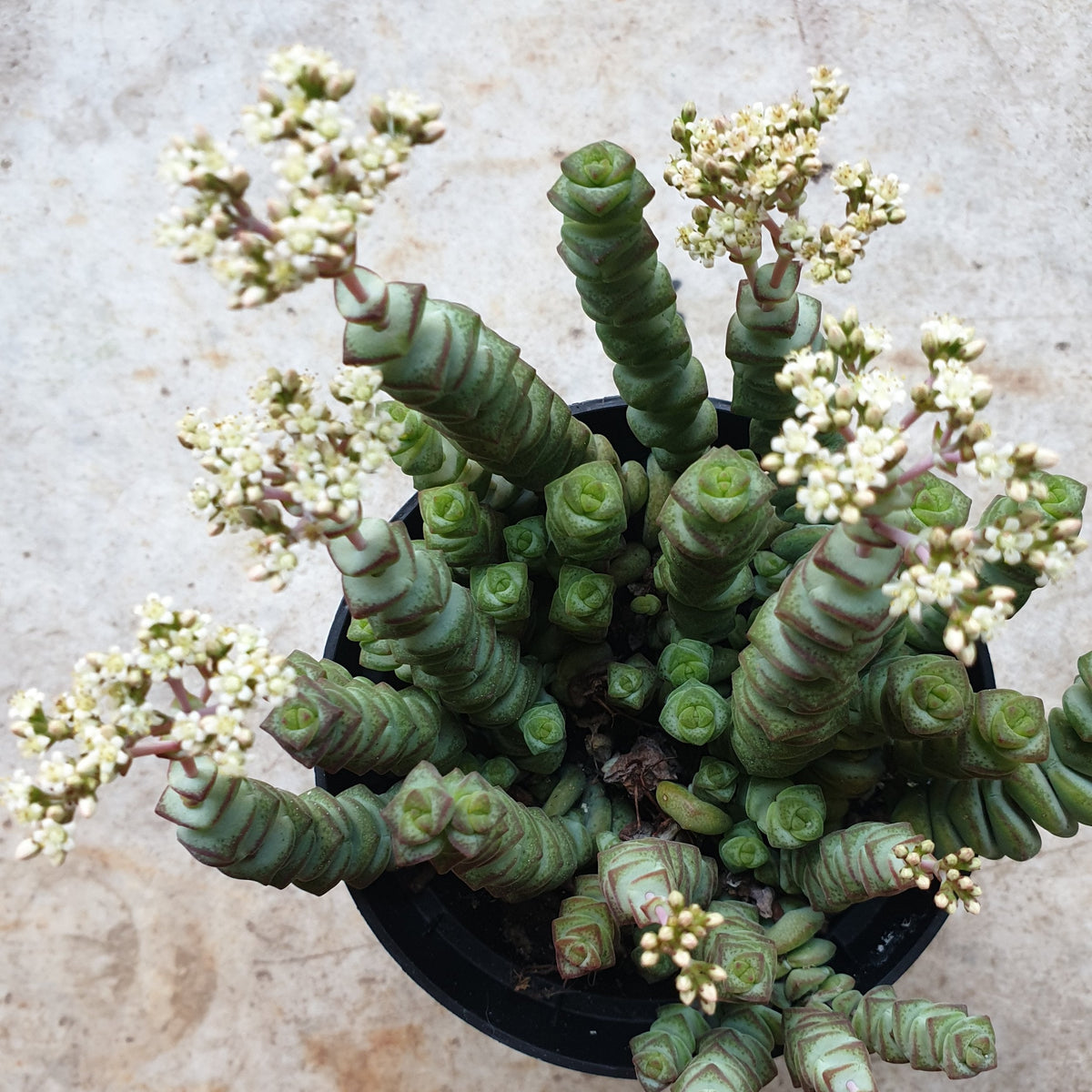 Crassula marnieriana (Jade Necklace)
