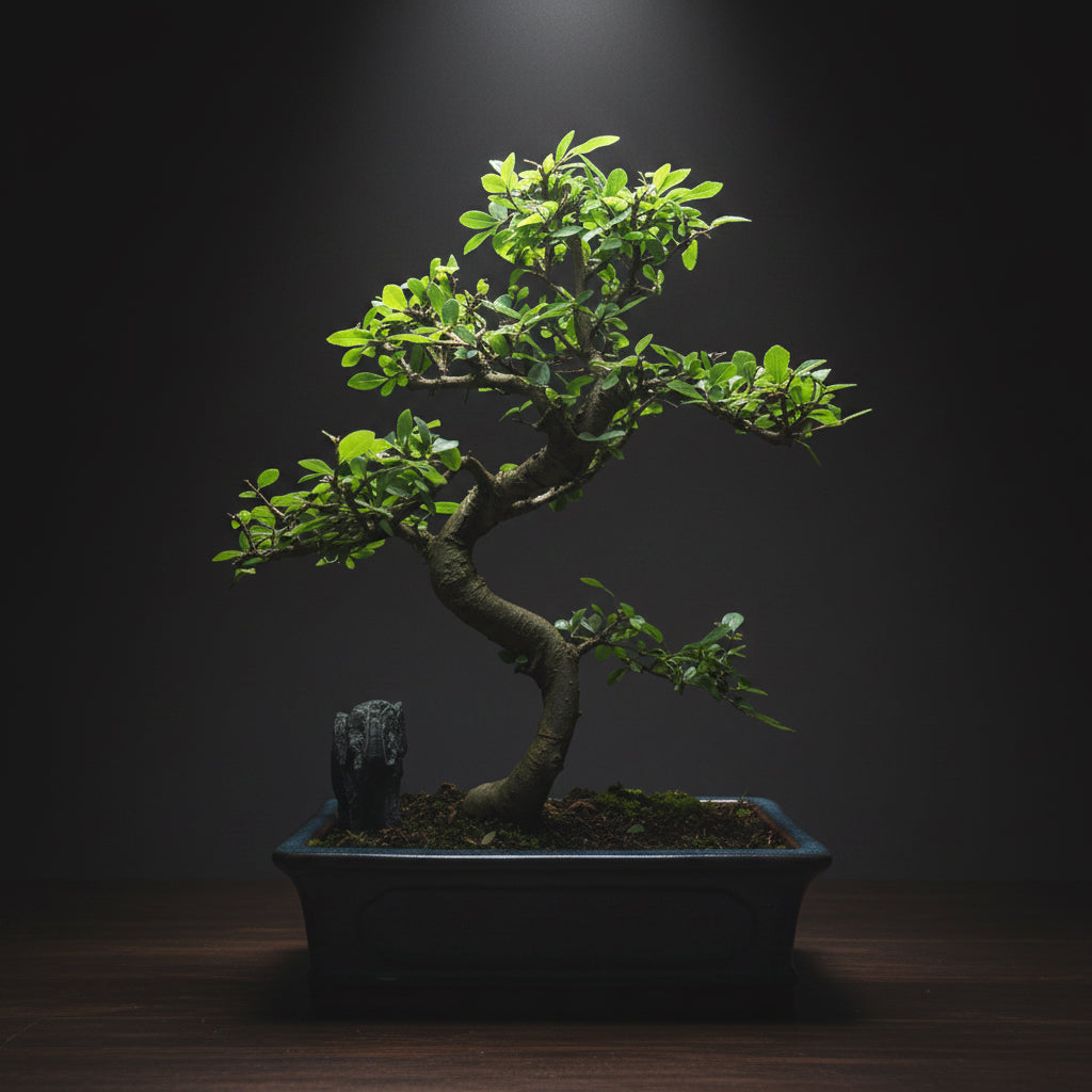 Chinese Elm (Ulmus Parvifolia) Bonsai Tree | Shaped | In 30cm Pot