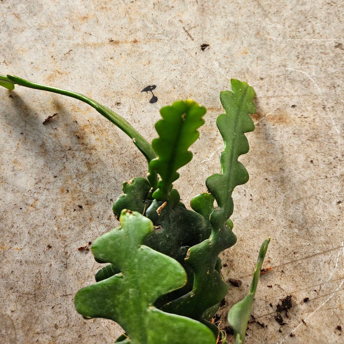 Disocactus anguliger (Fishbone Cactus)