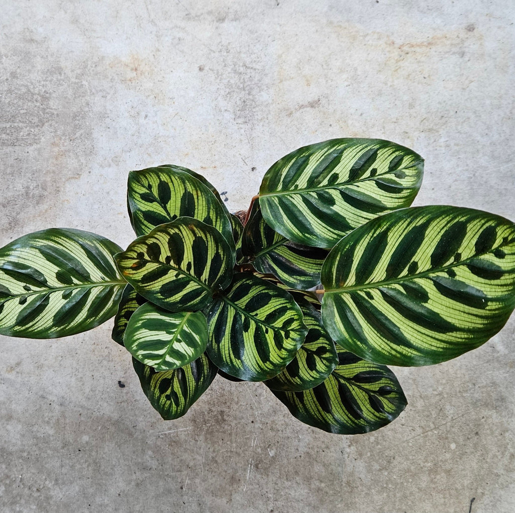 Calathea makoyana (Peacock plant)