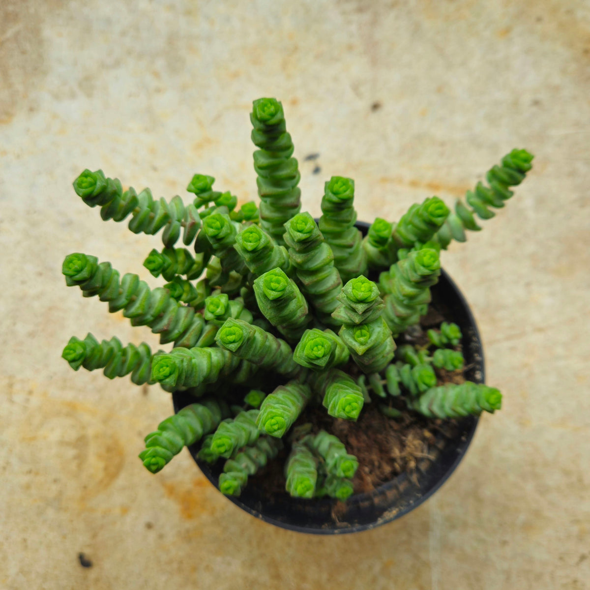 Crassula marnieriana (Jade Necklace)