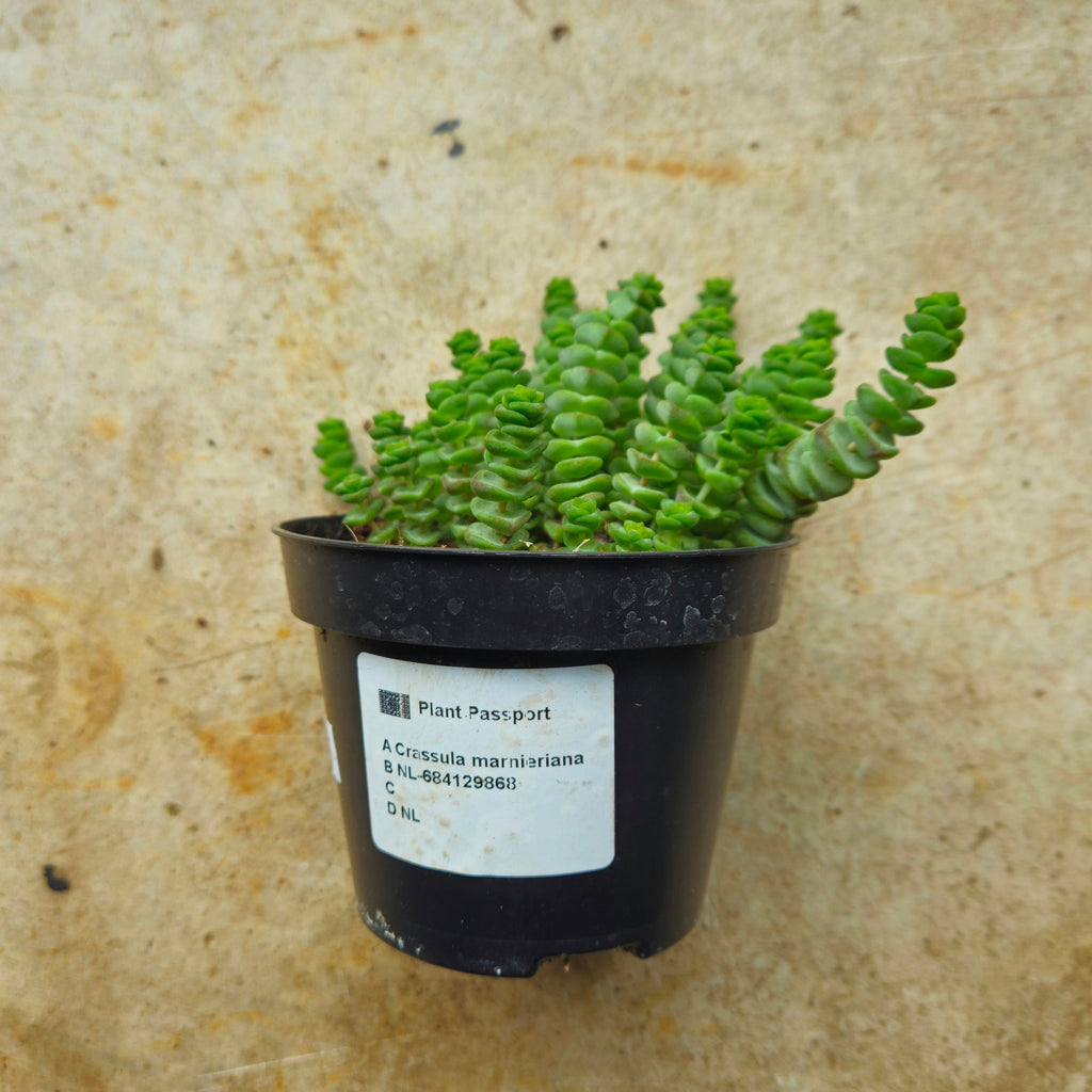 Crassula marnieriana (Jade Necklace)