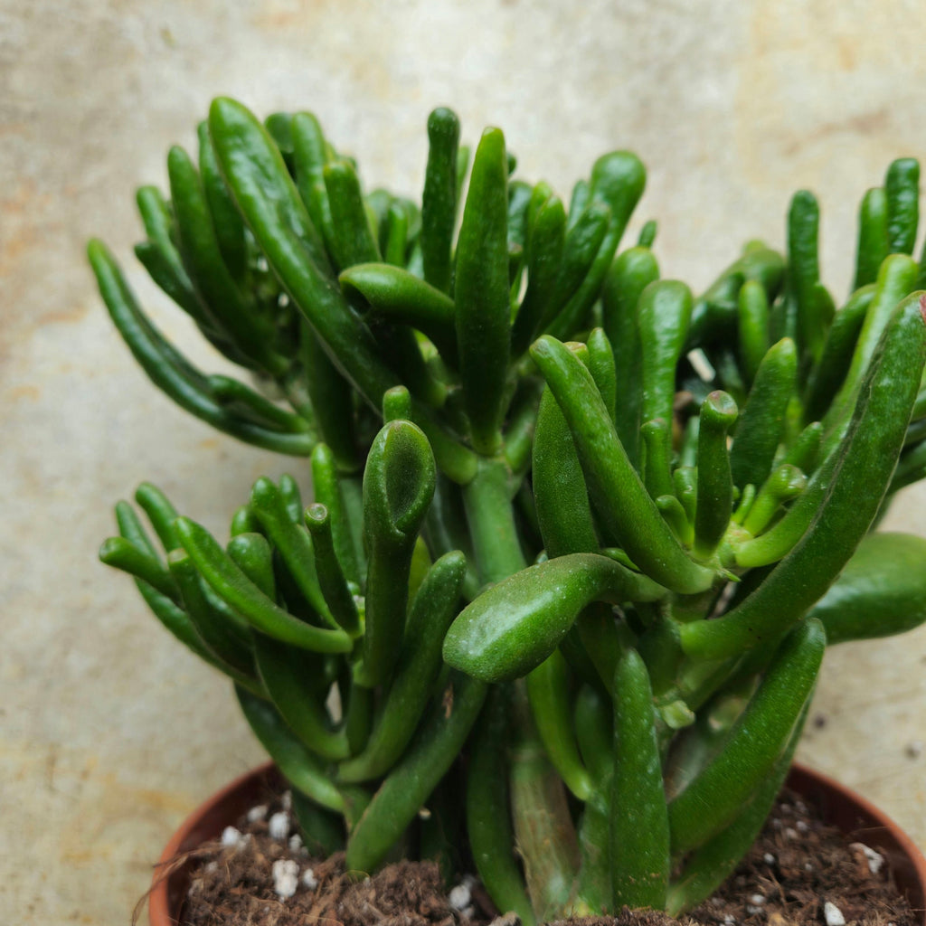 Crassula ovata 'Gollum' (Jade plant)