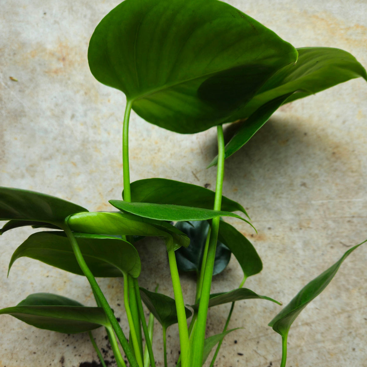 Monstera deliciosa (Swiss Cheese Plant)