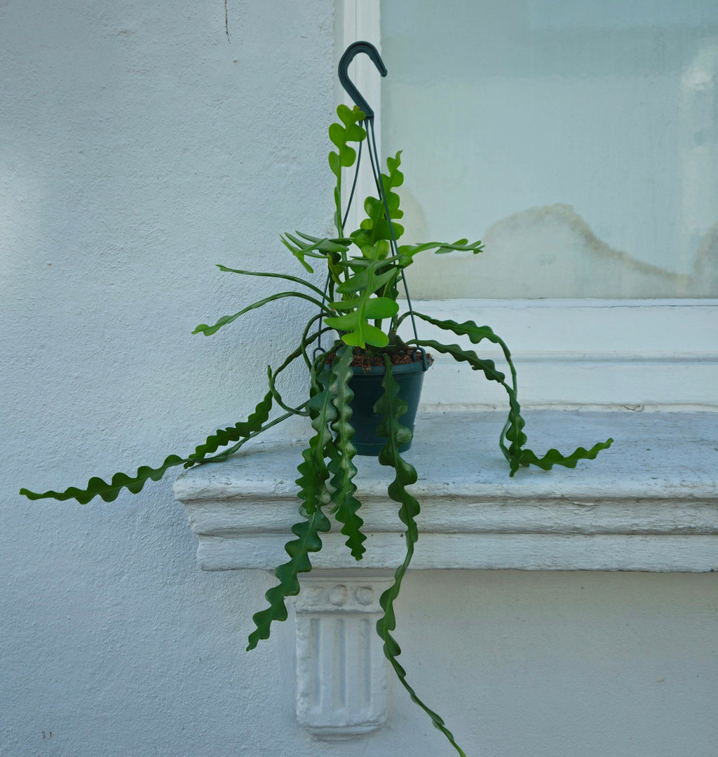 Disocactus anguliger (Fishbone Cactus)