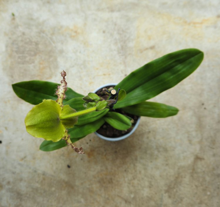 Paphiopedilum 'Milano' Orchid (Lady slipper Orchid)