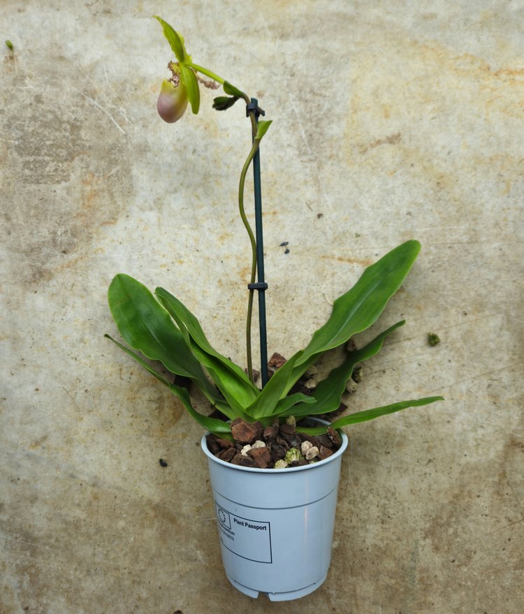 Paphiopedilum 'Milano' Orchid (Lady slipper Orchid)