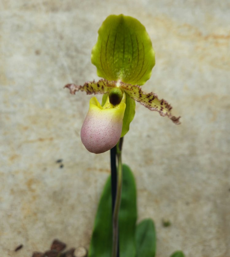 Paphiopedilum 'Milano' Orchid (Lady slipper Orchid)
