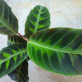Calathea warscewiczii (Prayer Plant)