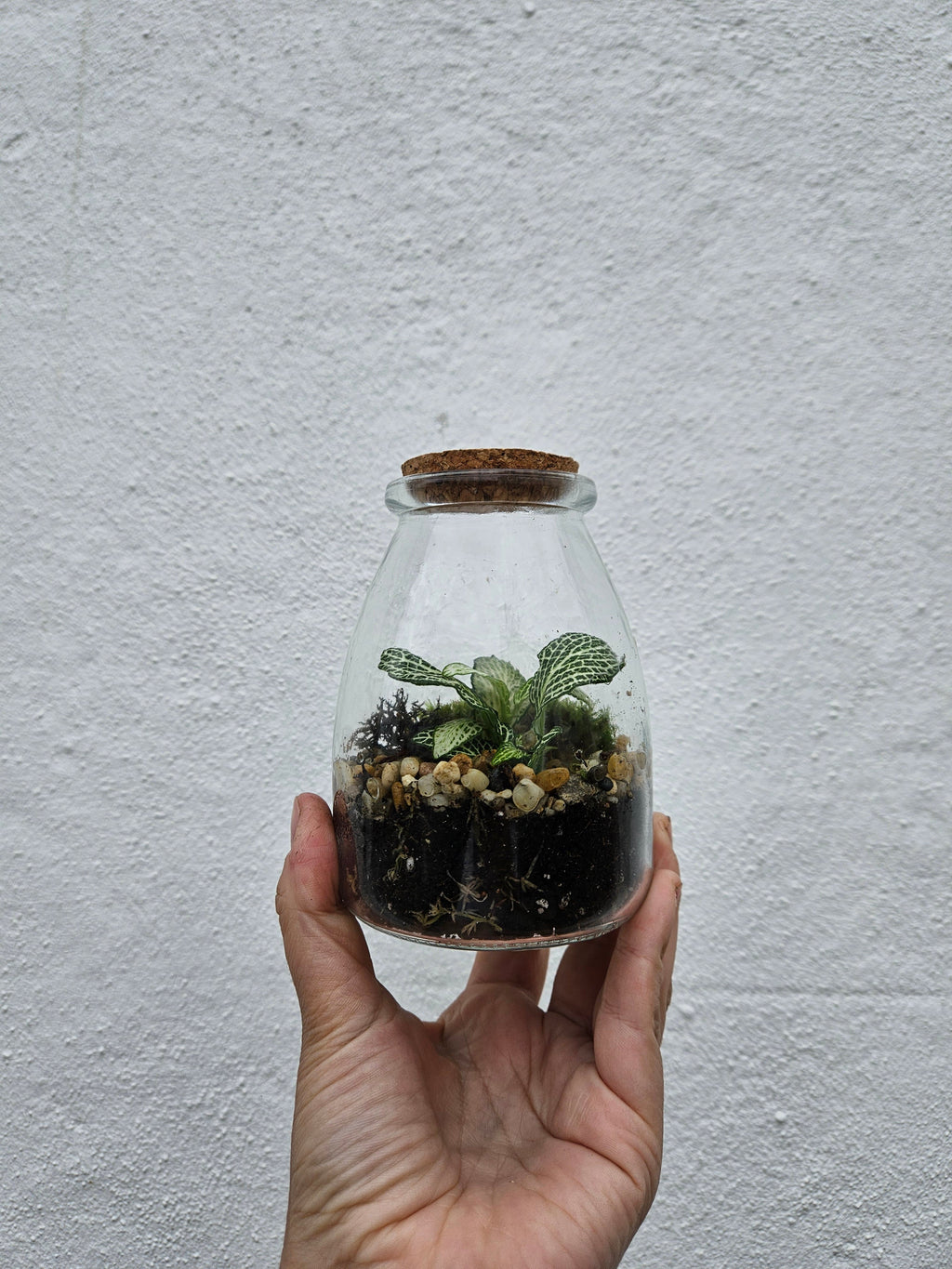 Small Closed Terrarium