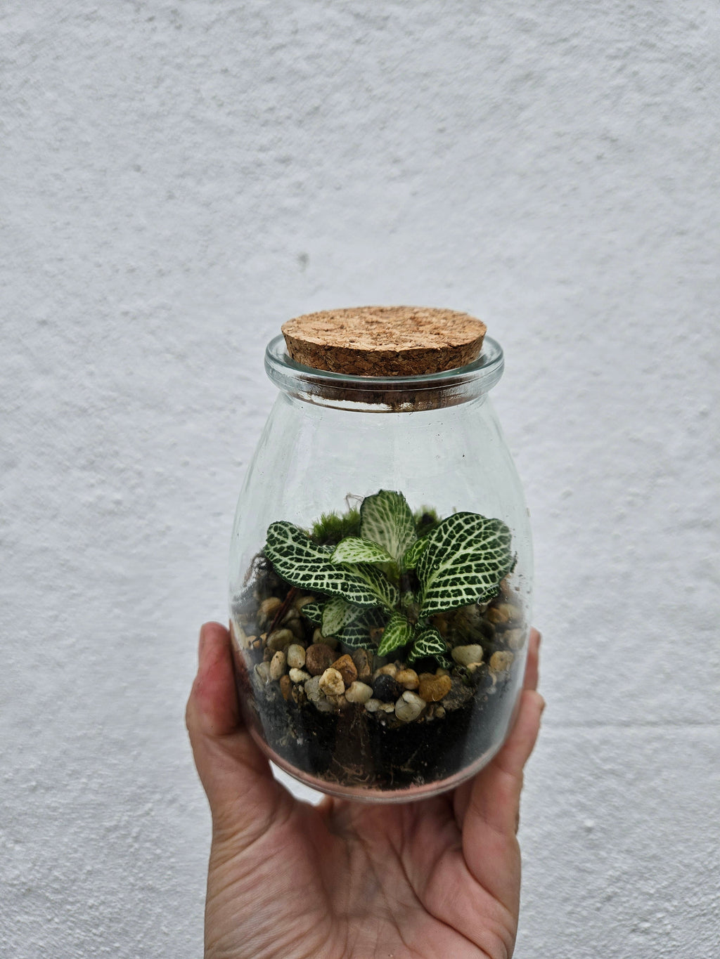 Small Closed Terrarium