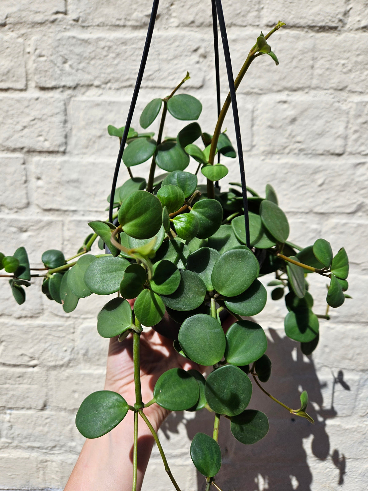 Peperomia tetraphylla 'Hope' (Peperomia Hope)