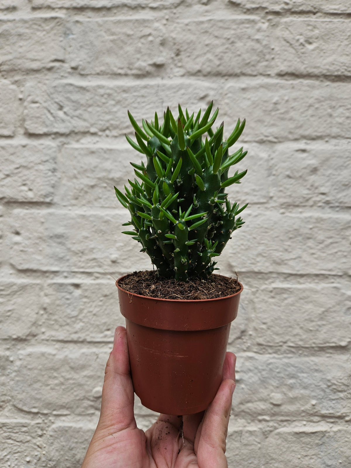 Austrocylindropuntia subulata (Eves Pin Cactus)