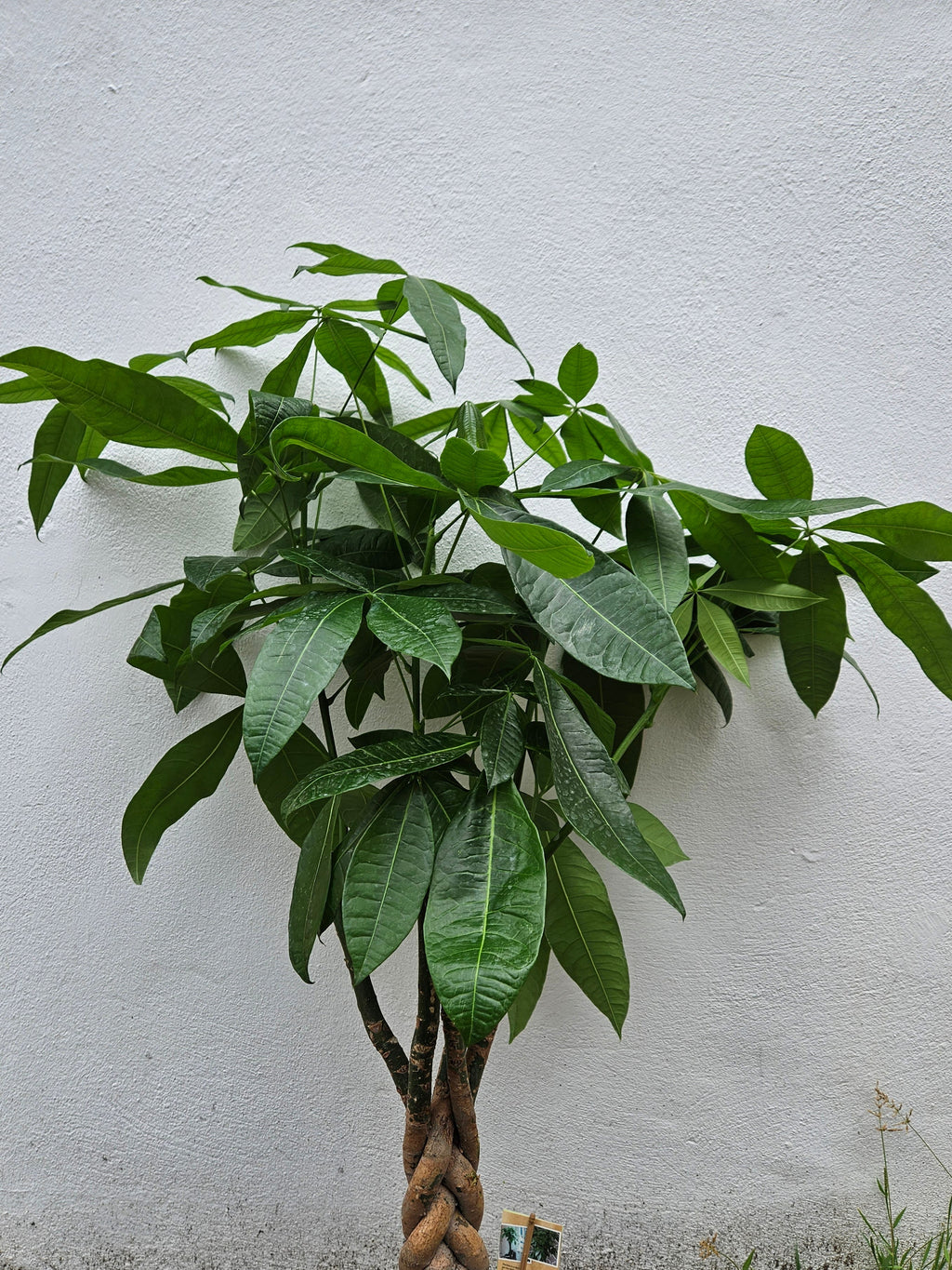 Pachira aquatica (Money Tree)