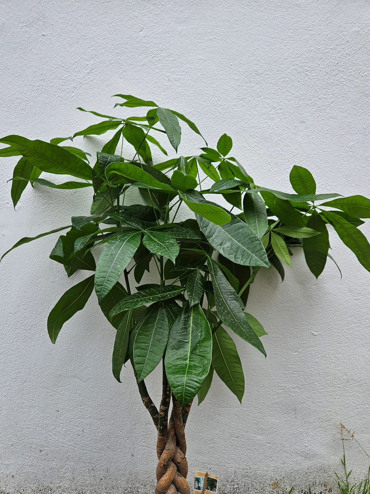 Pachira aquatica (Money Tree)