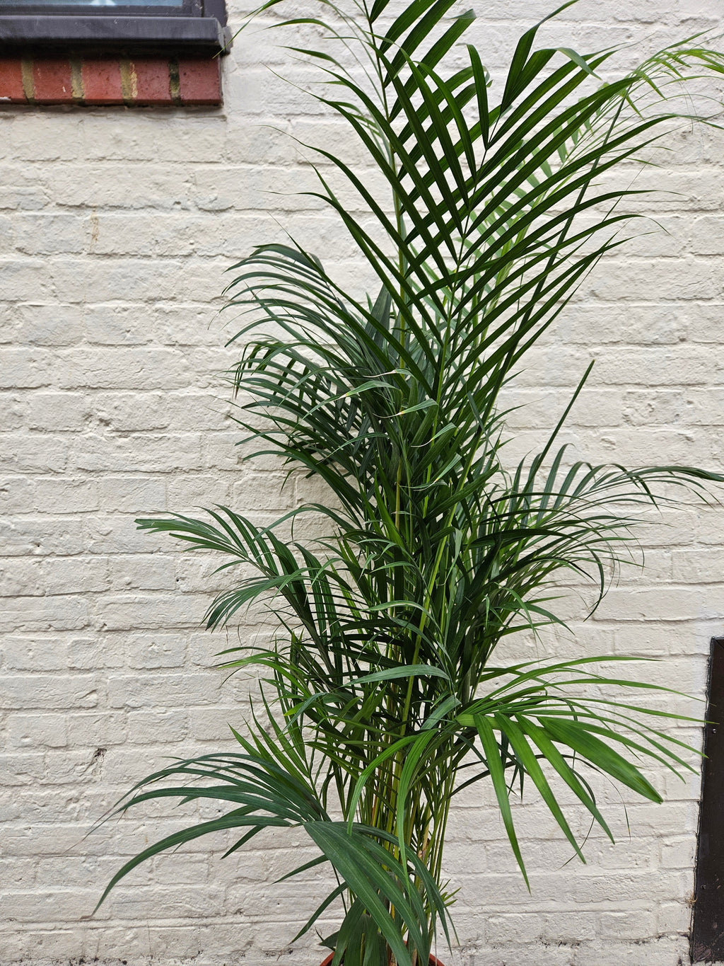 Dypsis lutescens (Areca Palm)