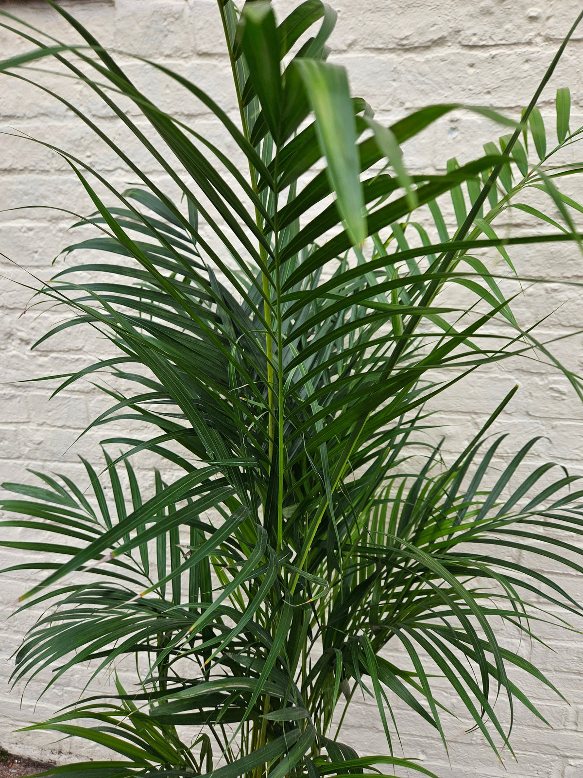 Dypsis lutescens (Areca Palm)