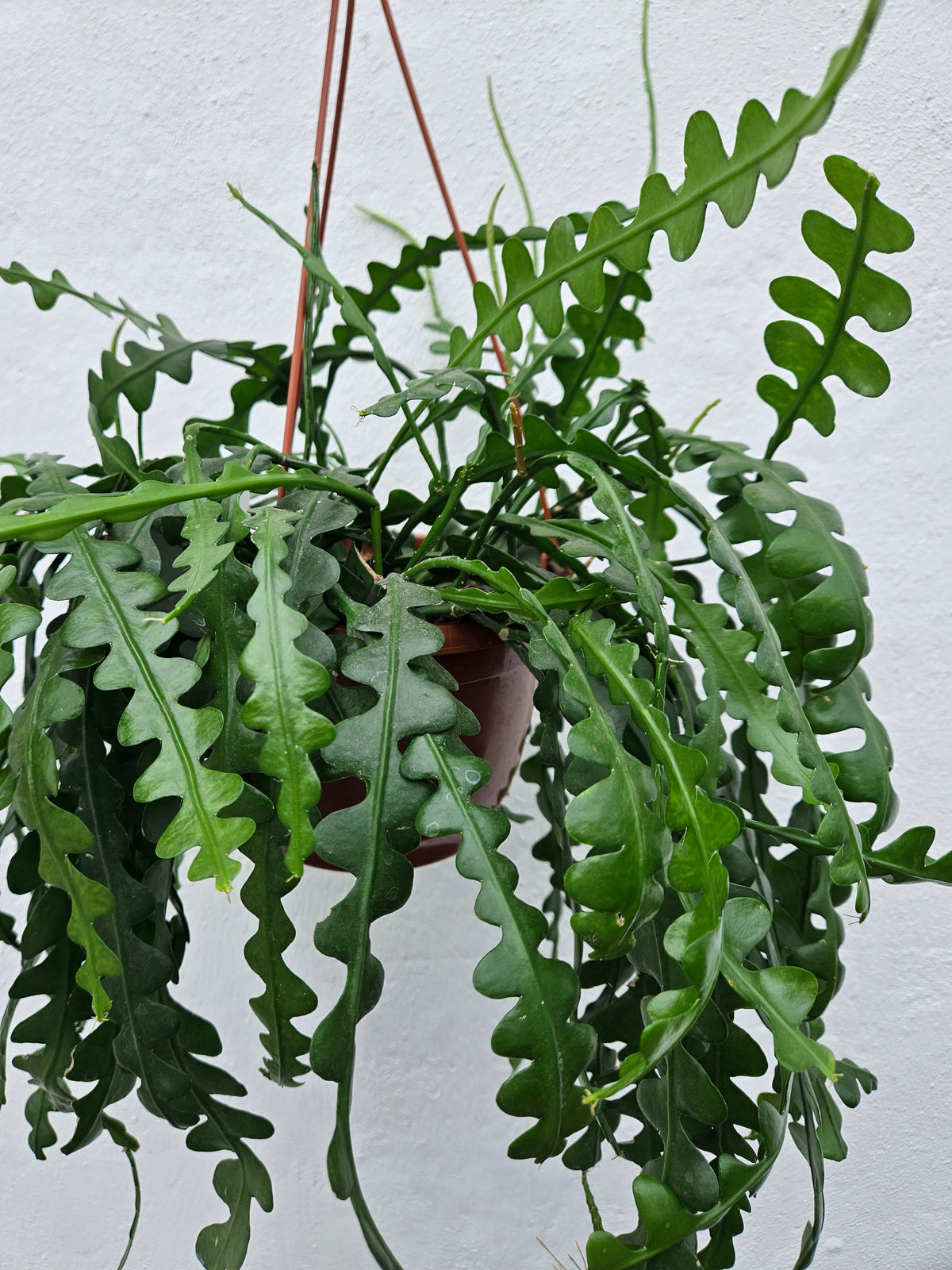 Disocactus anguliger (Fishbone Cactus)