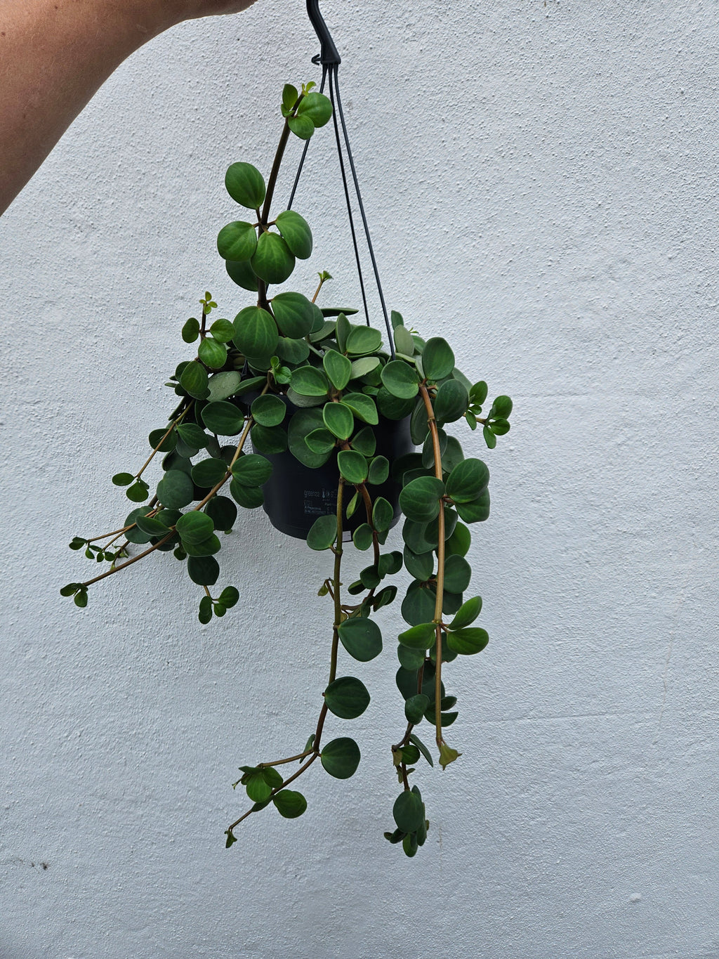 Peperomia tetraphylla 'Hope' (Peperomia Hope)