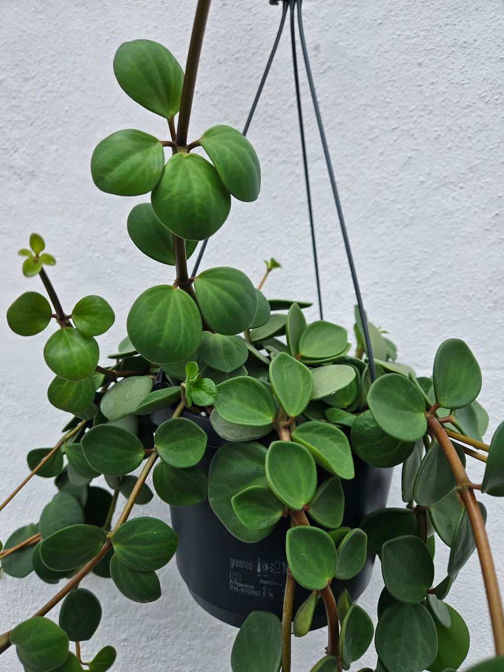 Peperomia tetraphylla 'Hope' (Peperomia Hope)
