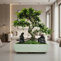 Large Chinese Elm (Ulmus Parvifolia) Bonsai Tree | Shaped | In 35cm Pot