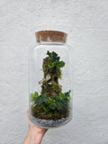 Planted Cork Landscaped Terrarium