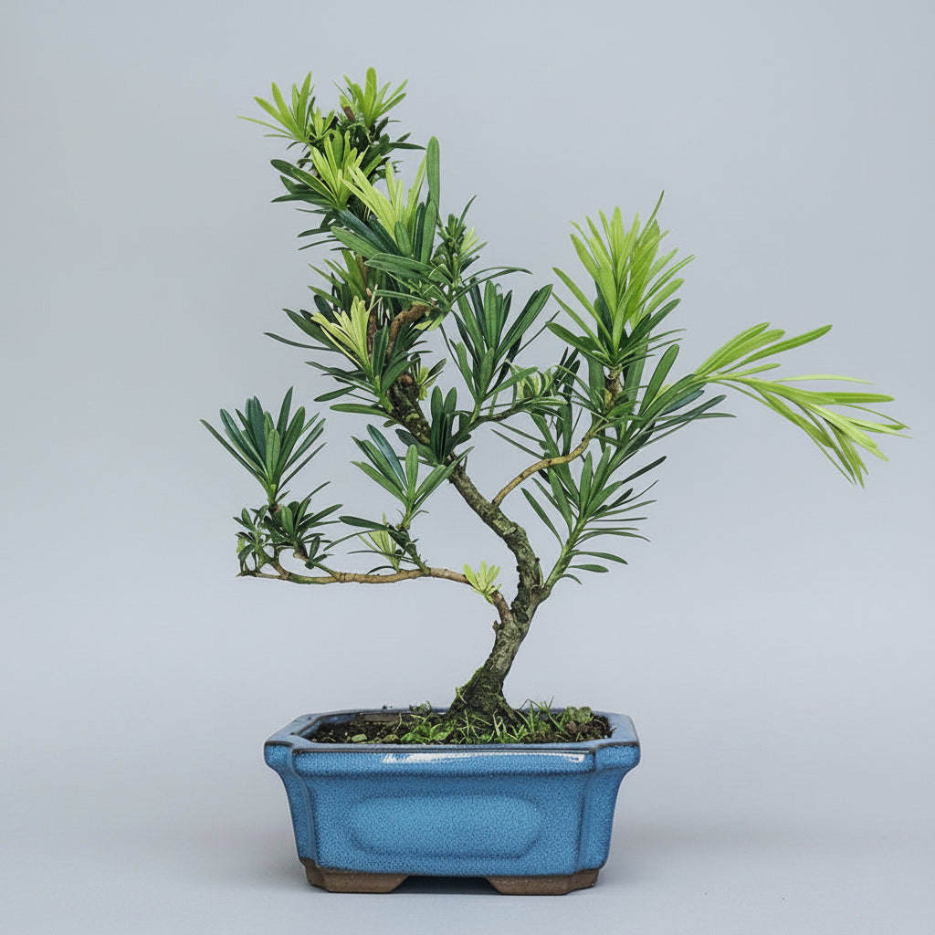Buddhist Pine (Podocarpus Micro) Bonsai Tree | Shaped | In 15cm Pot