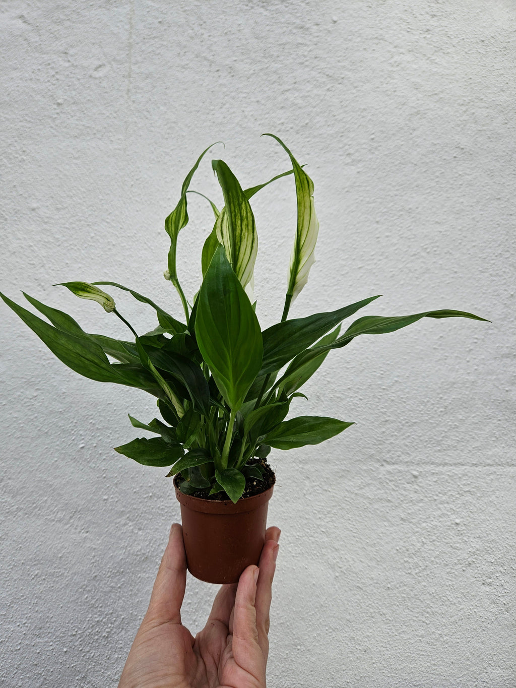 Spathiphyllum 'Pearl Cupido' (Peace Lily)