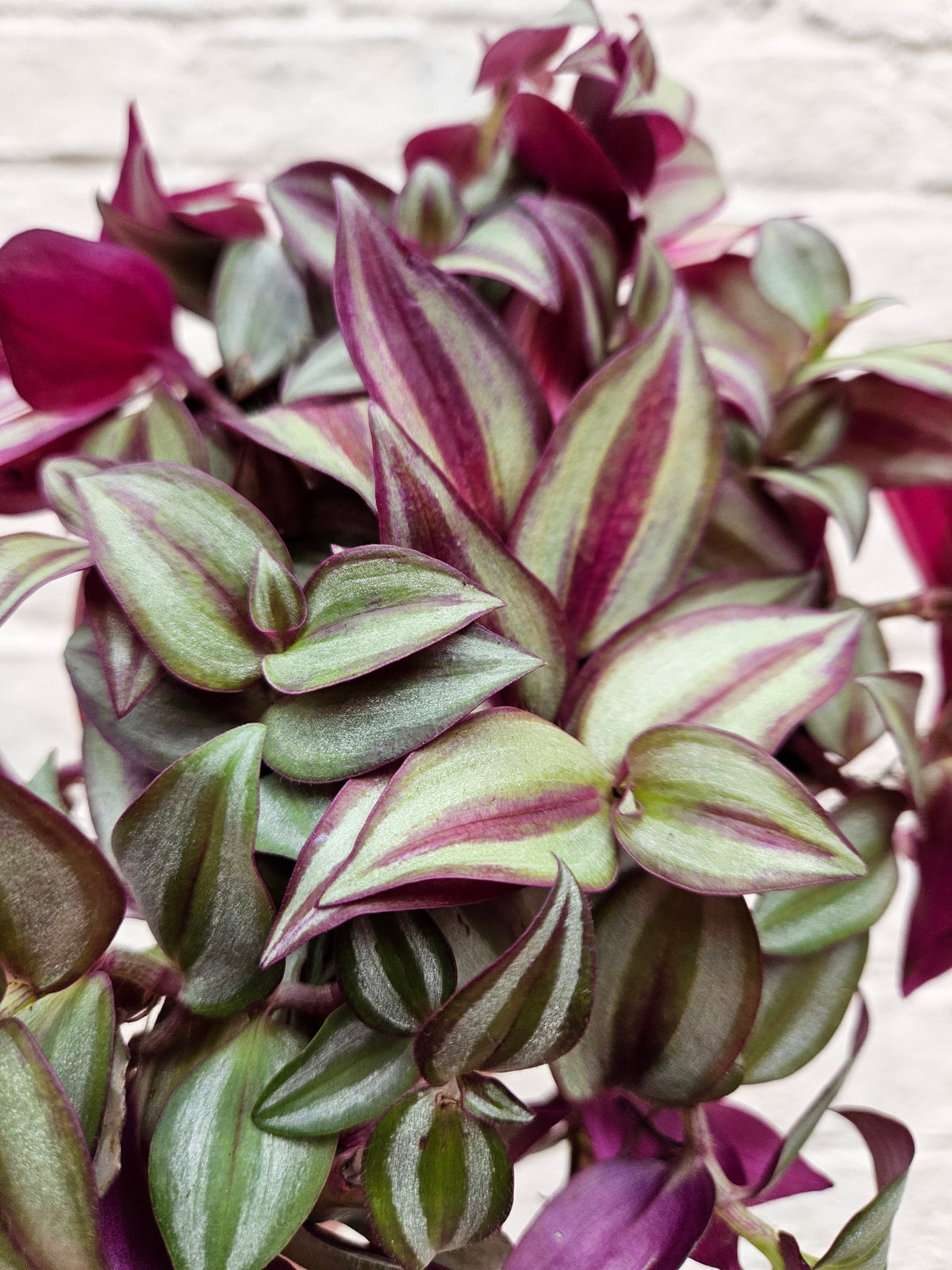 Tradescantia purpusii (Inch Plant)