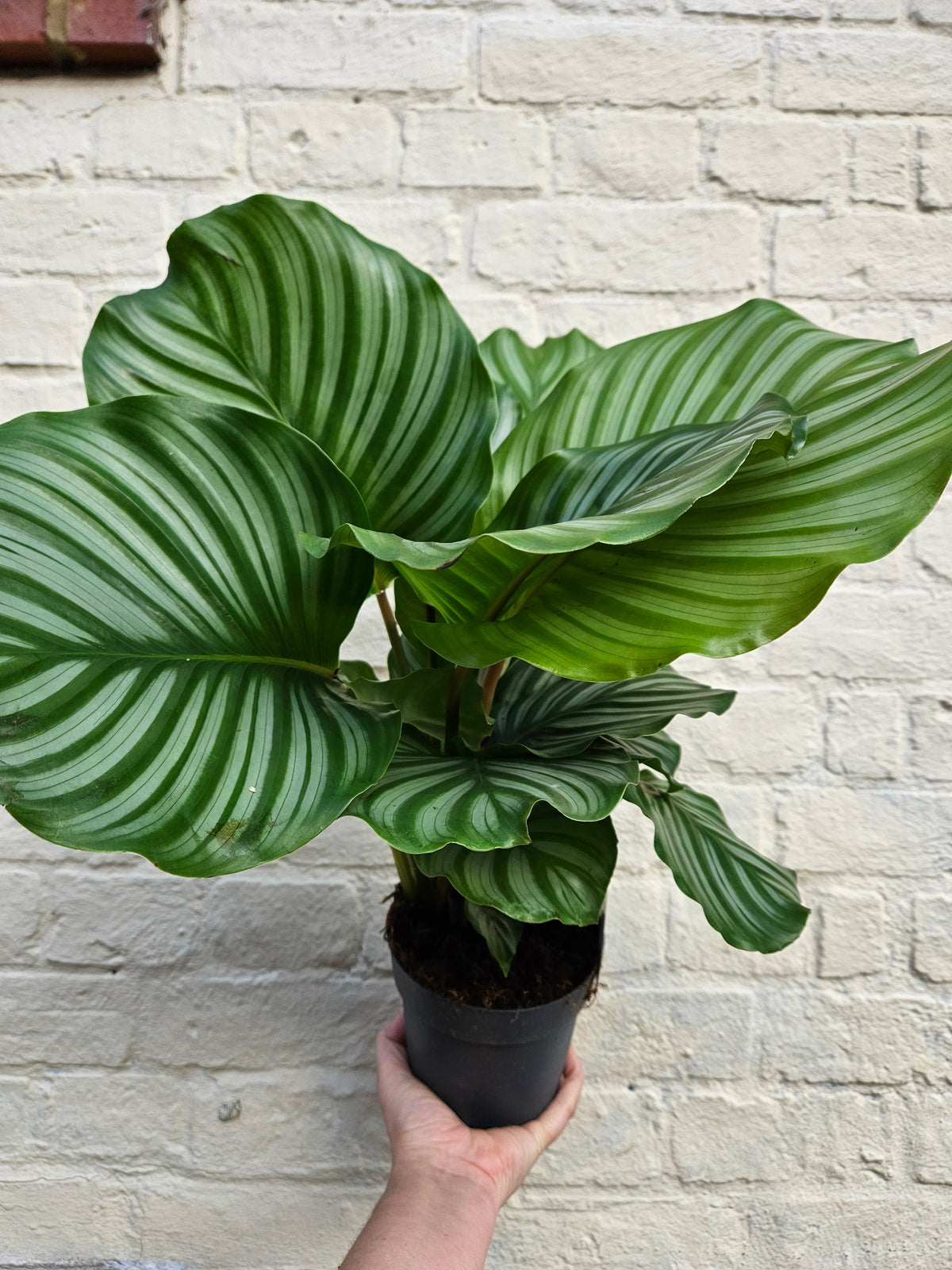 Calathea orbifolia (Prayer Plant)