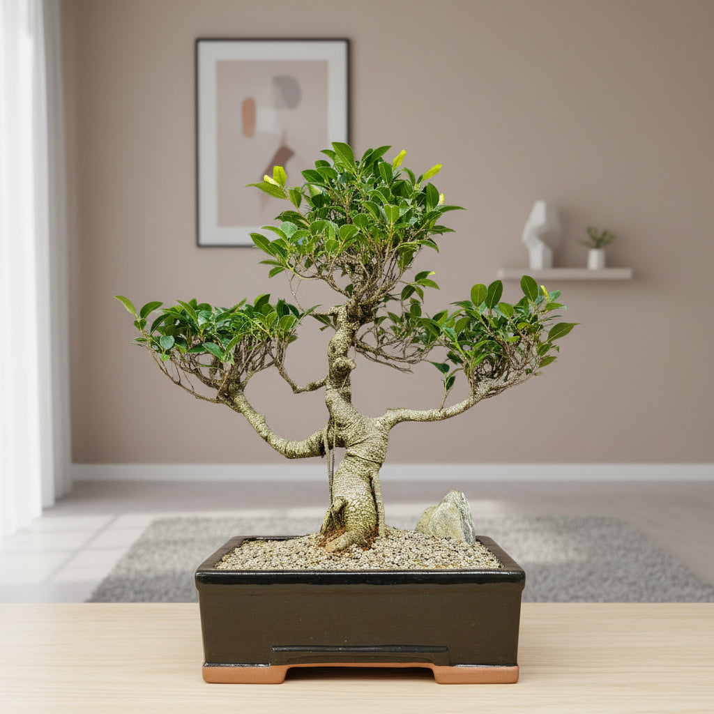 Ficus Microcarpa (Banyan Fig) Large Indoor Bonsai Tree | Shaped | In 35cm Pot