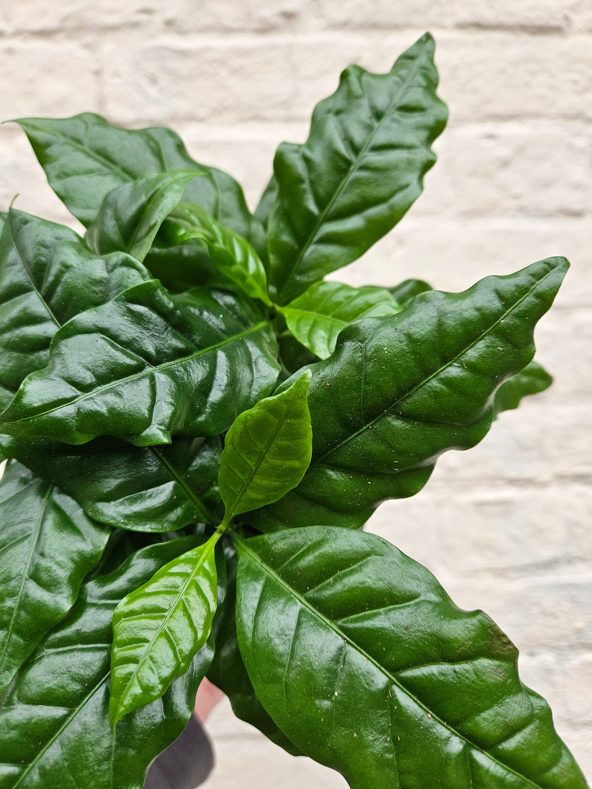 Coffee arabica (Coffee Plant)
